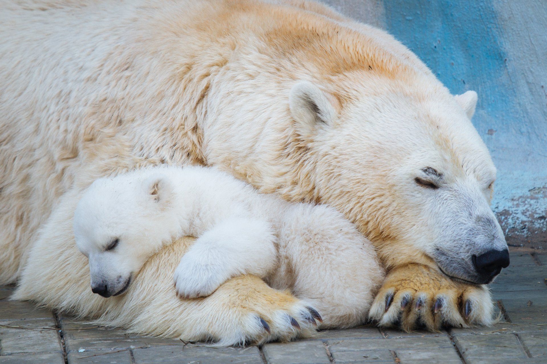 mother polar bear sleeping with baby