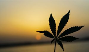 medical marijuana in front of sunset